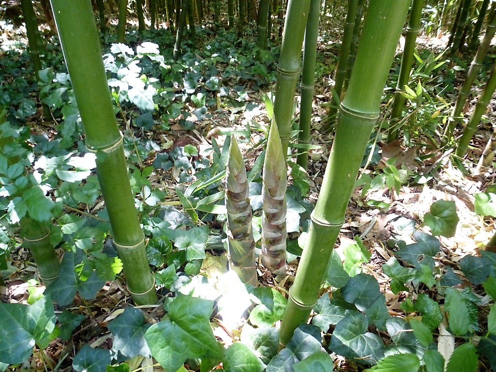 Pousses de bambous