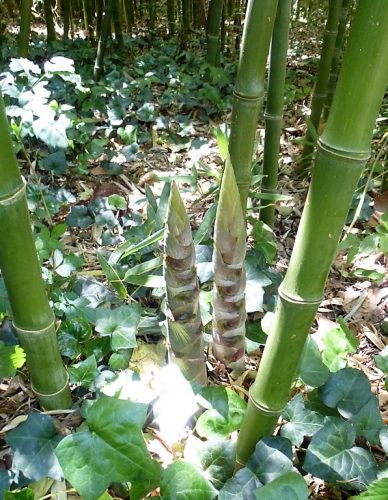 Bambouseraie à La Clapère dans les Pyrénées-Orientales