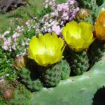 Floraison des cactées, une nature riche et diversifiée